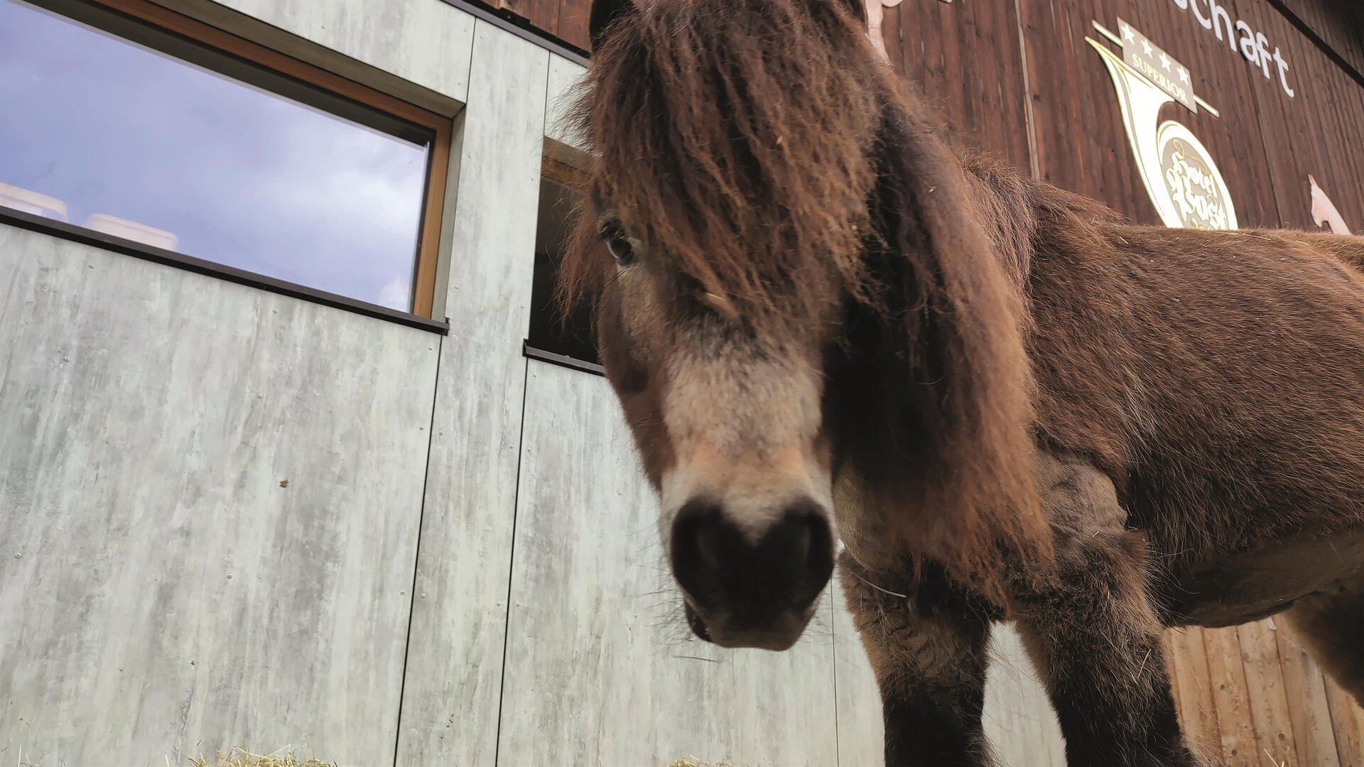 Waldspaziergang mit Ponys und Haflinger