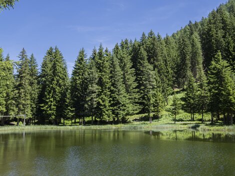 Ein ruhiger Teich umgeben von hohen, grünen Tannen. Der Himmel ist klar und blau, und die Natur strahlt Frieden aus.