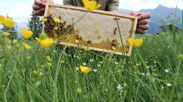 Eine Person hält einen Bienenstockrahmen mit Bienen in einer blühenden Wiese. Im Hintergrund sind Berge und ein klarer Himmel sichtbar.