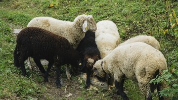 Eine Gruppe von Schafen steht auf einem grünen Feld. Einige Schafe sind weiß, während eines schwarz ist.